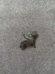 925-201900001-Flying-Crane-Brooch-Black-Rhodium