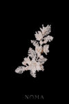 Intricate Woven Vinery Side Hairvine - Gold