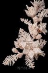 ACC-202300015-Intricate-Woven-Vinery-Side-Hairvine-Gold