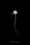 Natural Floral Pin - Unplated Silver