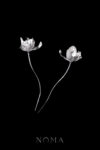 925-202300008-Natural-Floral-Pin-Unplated-Silver