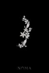 ACC-202300117-Paved-Flower-Garden-Side-Hairvine-White-Gold-Right