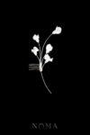FLR-202400033-CC-Sweet-Pea-Modern-Haircomb-White-Silver-White