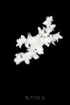 FLR-202400016-CC-Natural-Floral-Arrangement-HairvineBrooch-White-Silver-White