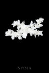 CC Natural Floral Arrangement Hairvine or Brooch - White Silver, White